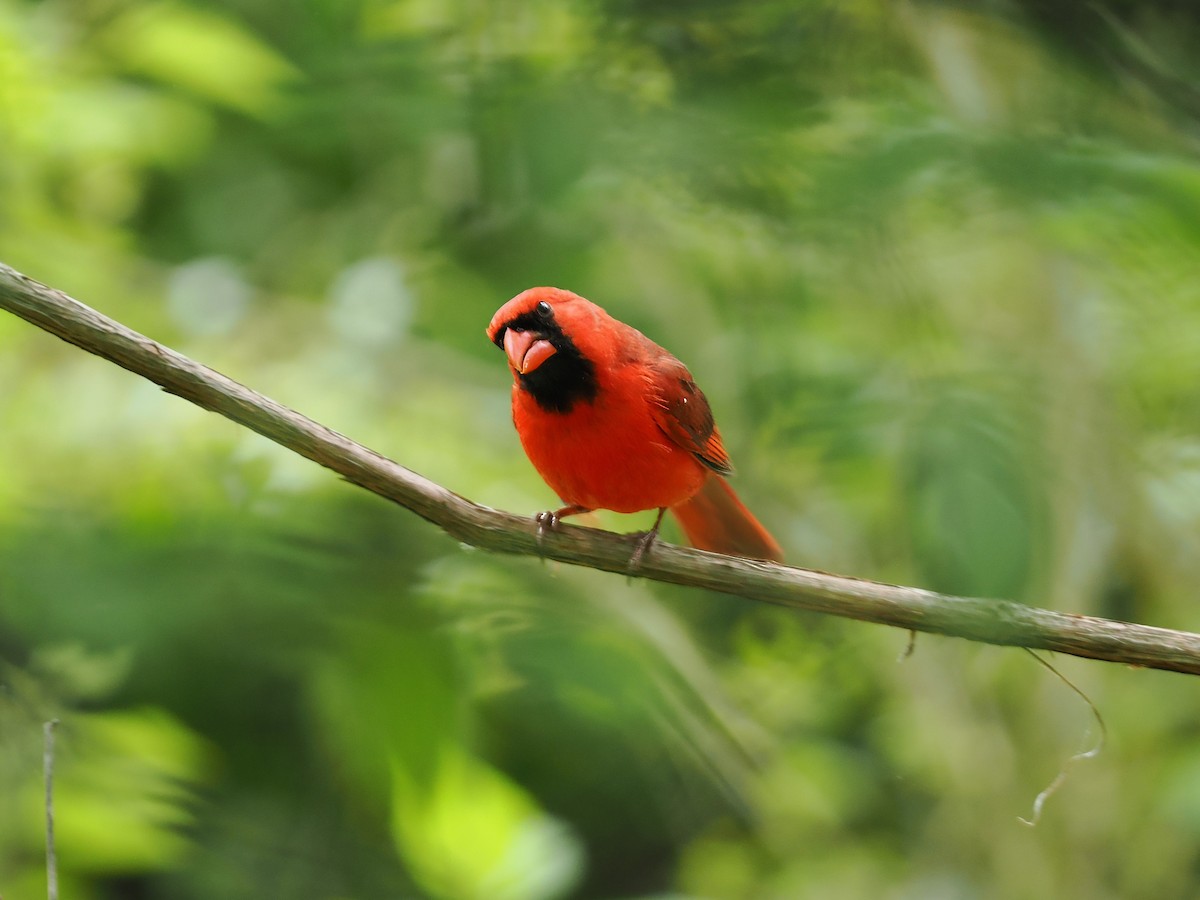 Cardinal rouge - ML617880632