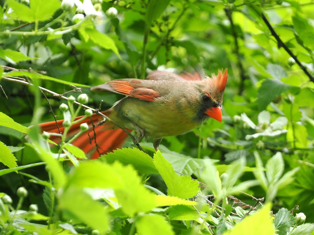 Northern Cardinal - ML617880633