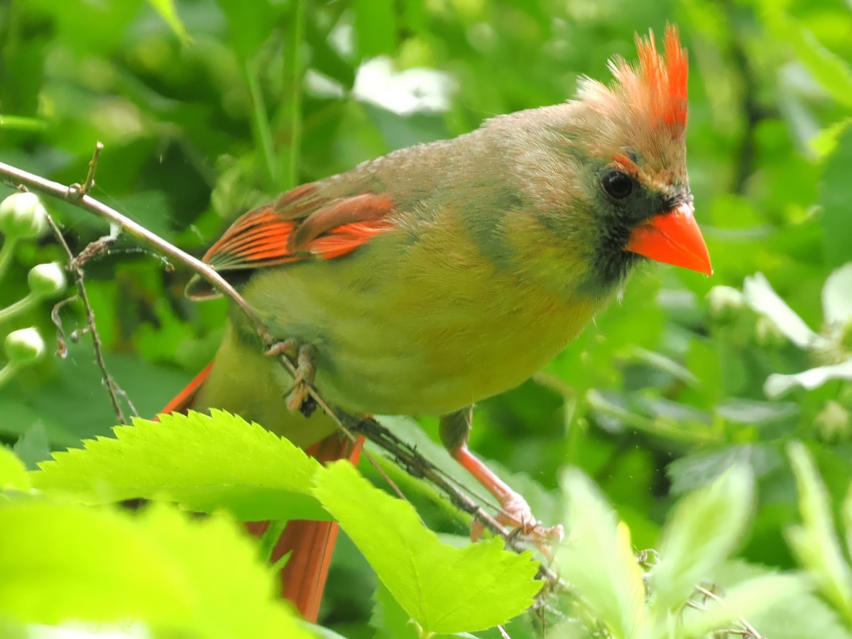 Northern Cardinal - ML617880634