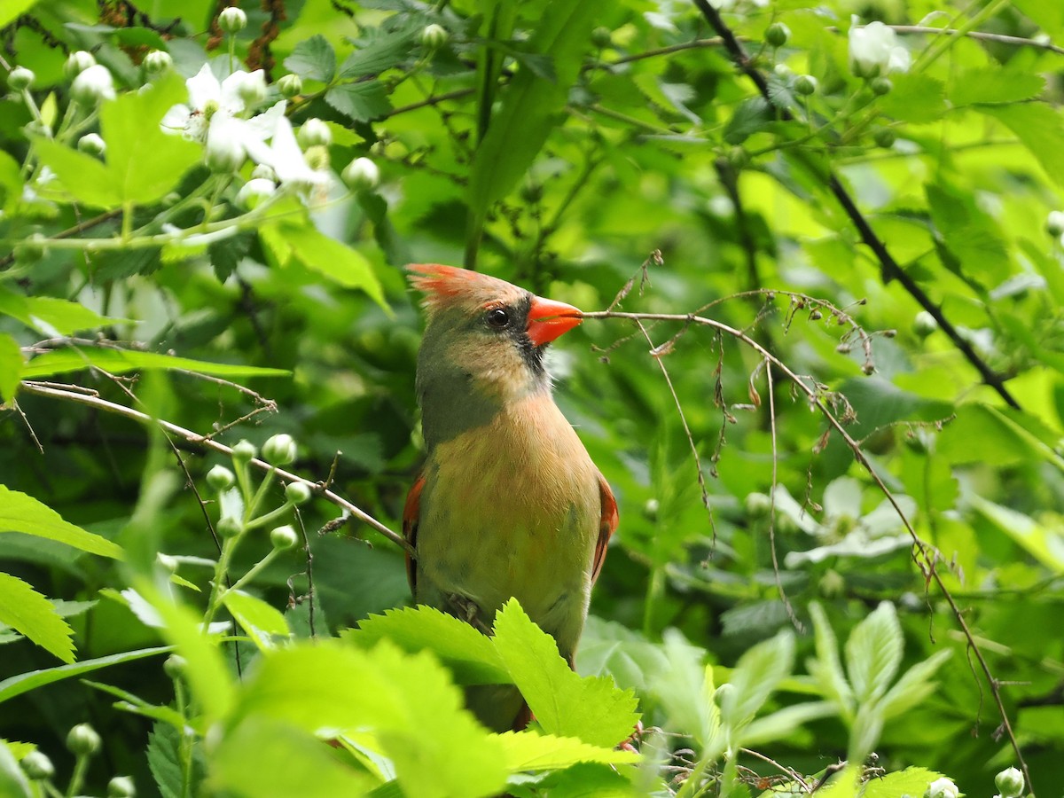 Northern Cardinal - ML617880636