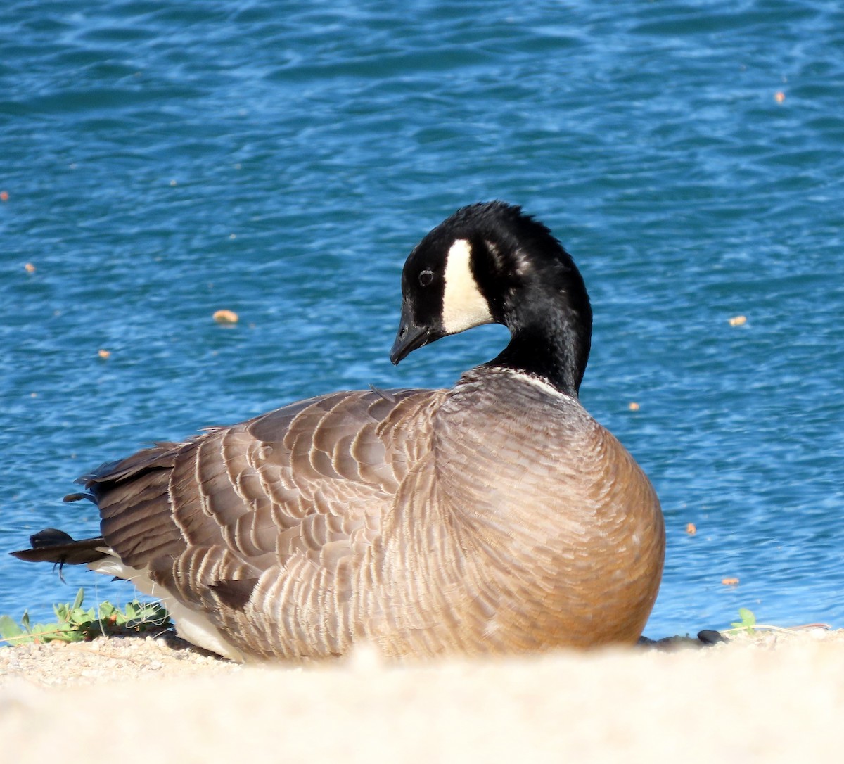 Cackling Goose - ML617880643