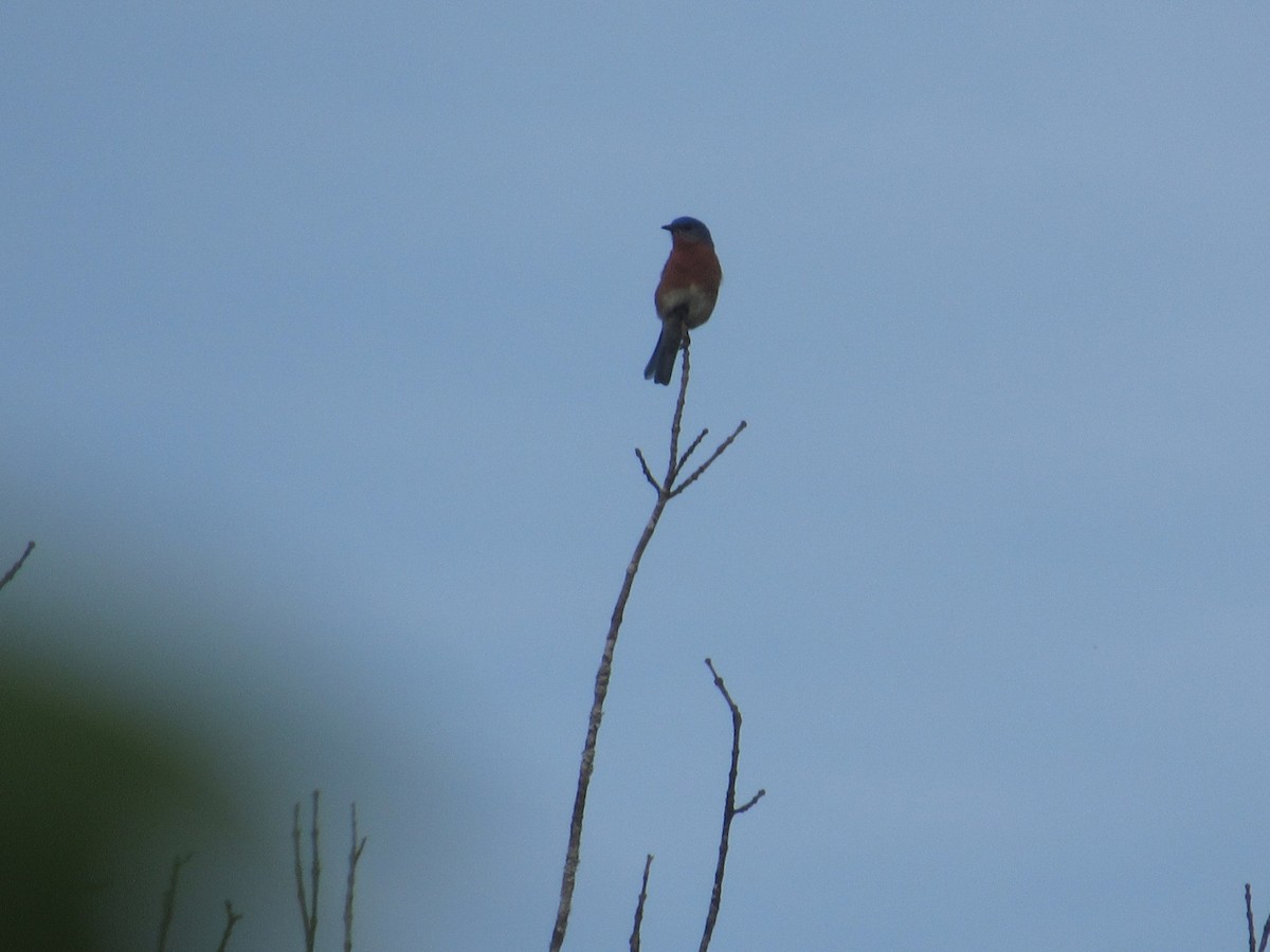 Eastern Bluebird - ML617880644