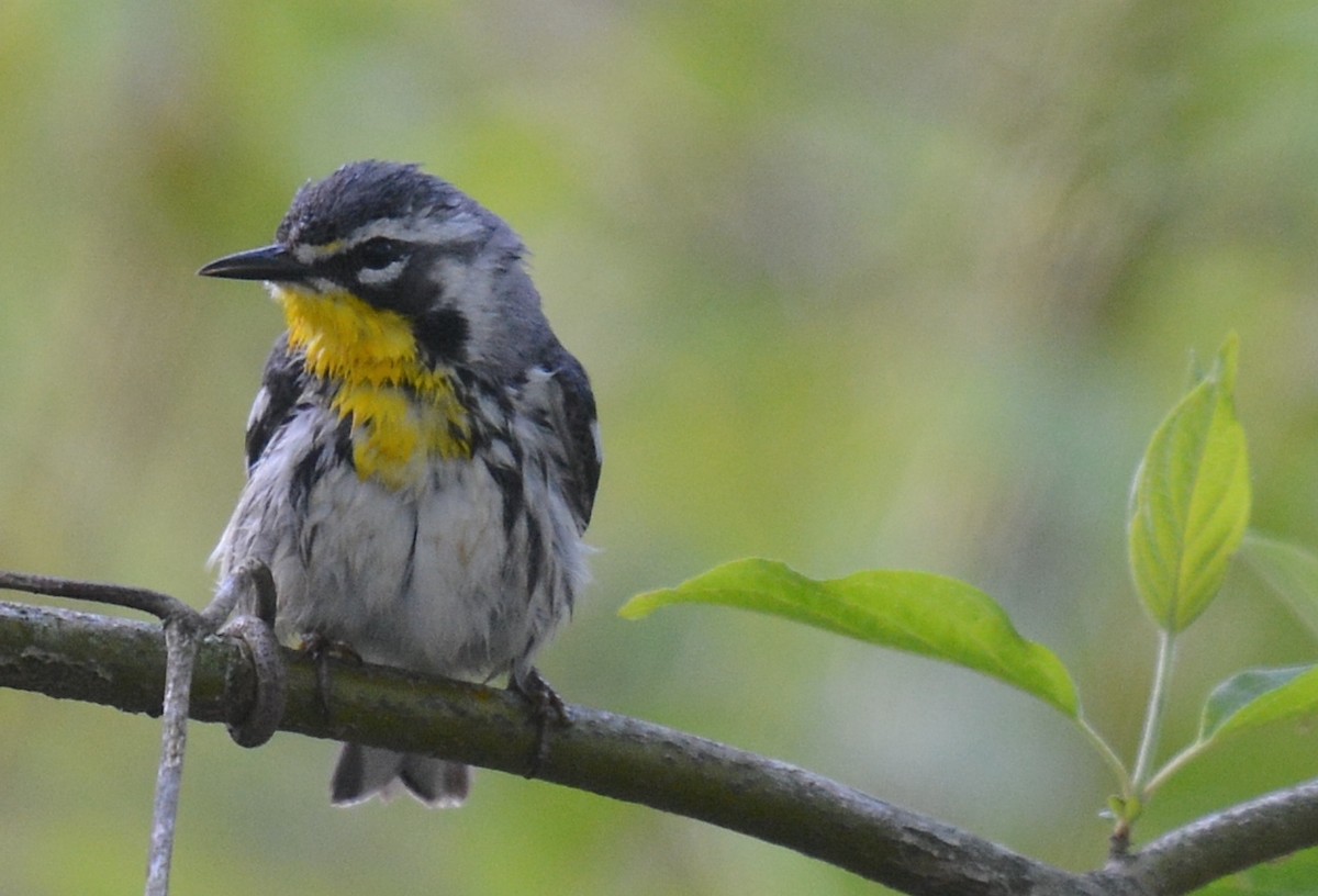 Yellow-throated Warbler (dominica/stoddardi) - ML617880647