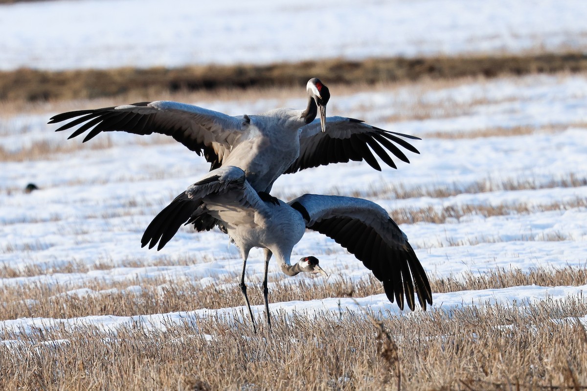 Common Crane - ML617880668