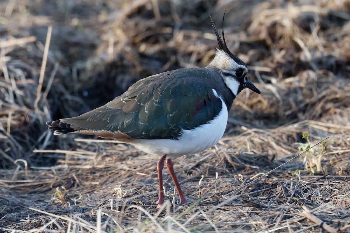 Northern Lapwing - Marcus Östman