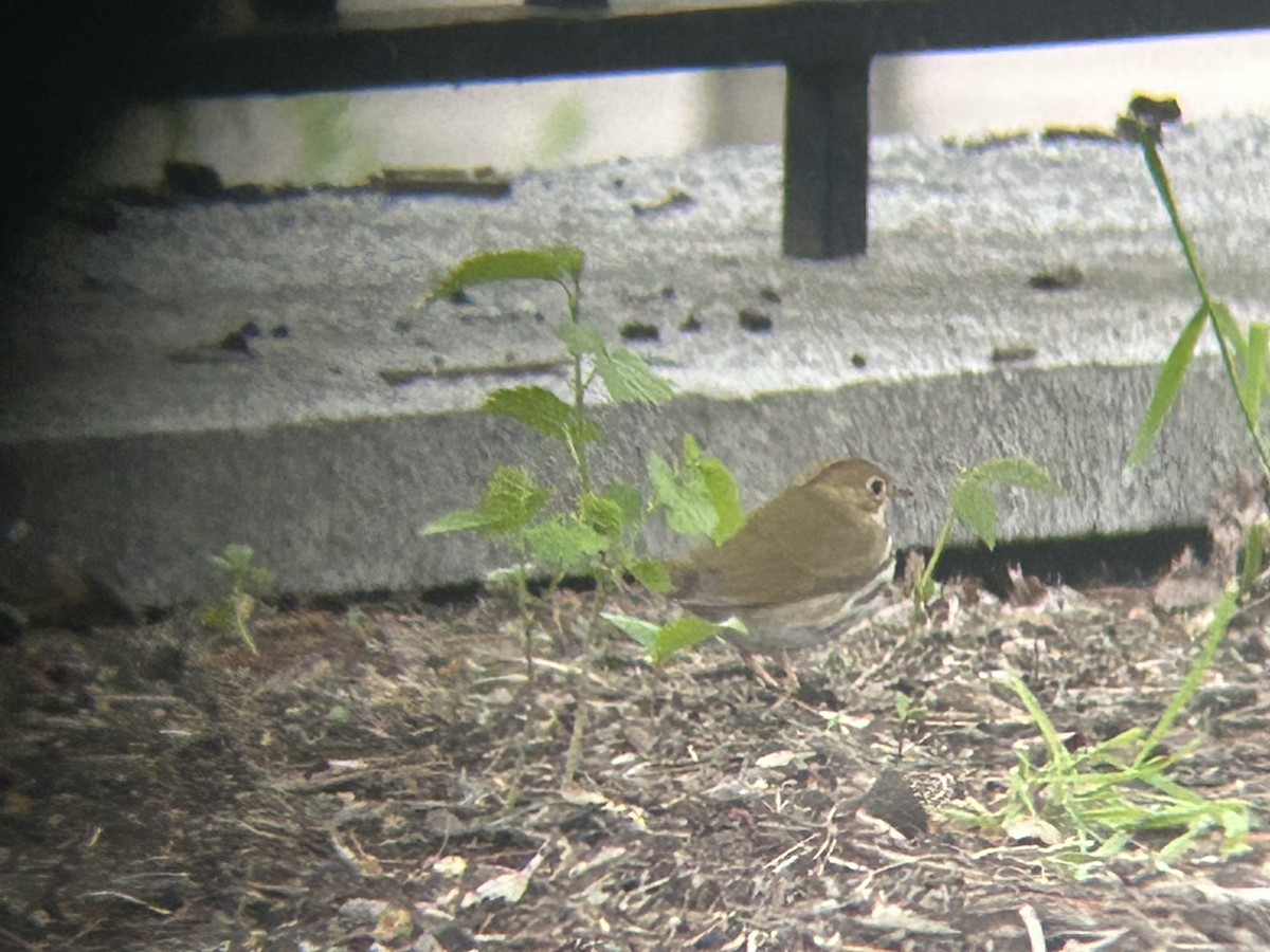 Ovenbird - ML617880674