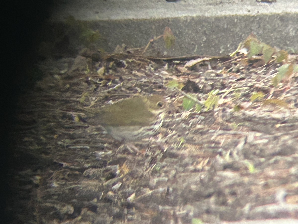 Ovenbird - ML617880676