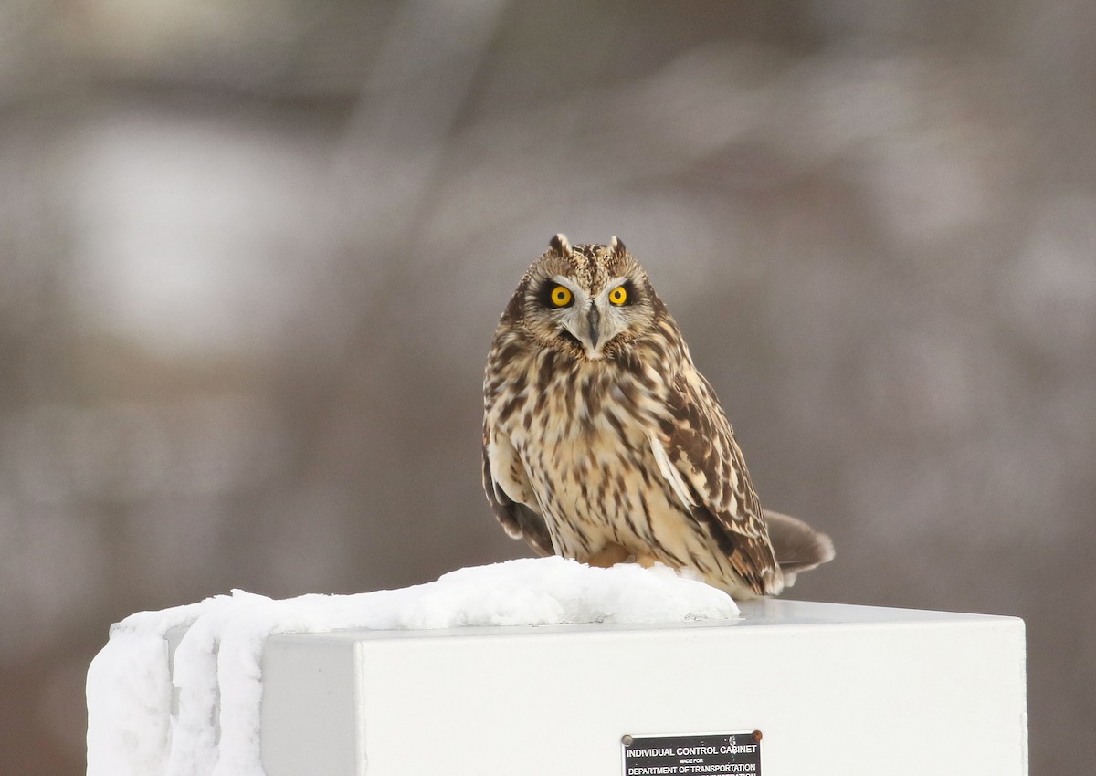 Short-eared Owl - Andy Eckerson