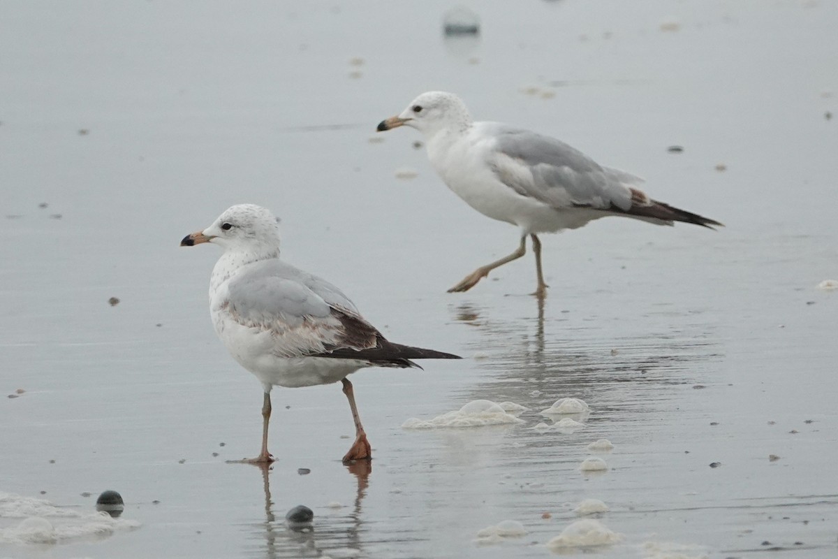 Ring-billed Gull - ML617880714