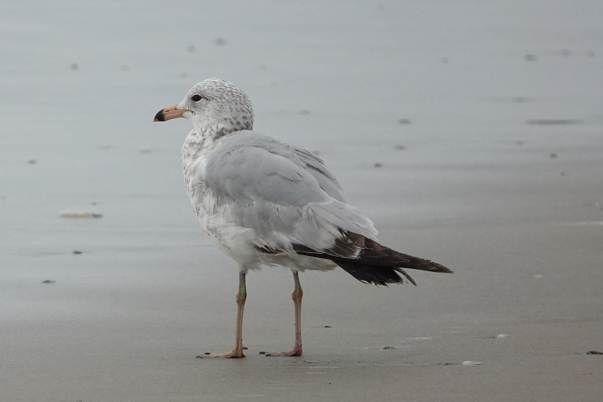 Ring-billed Gull - ML617880719