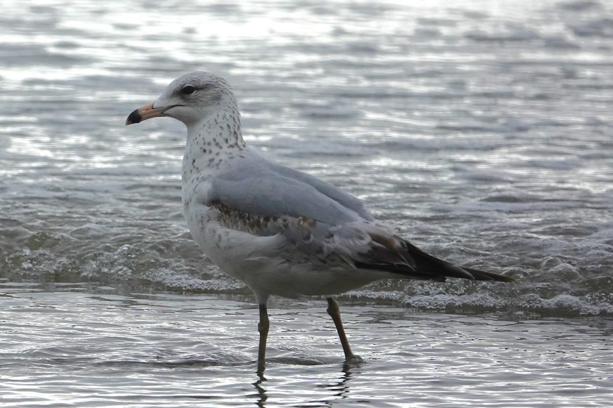 Ring-billed Gull - ML617880720