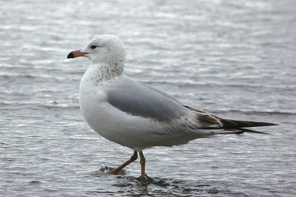 Ring-billed Gull - ML617880721