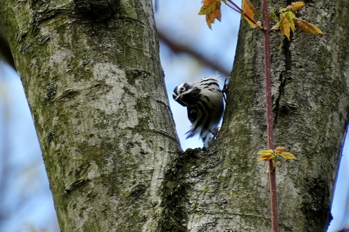 Black-and-white Warbler - ML617880726