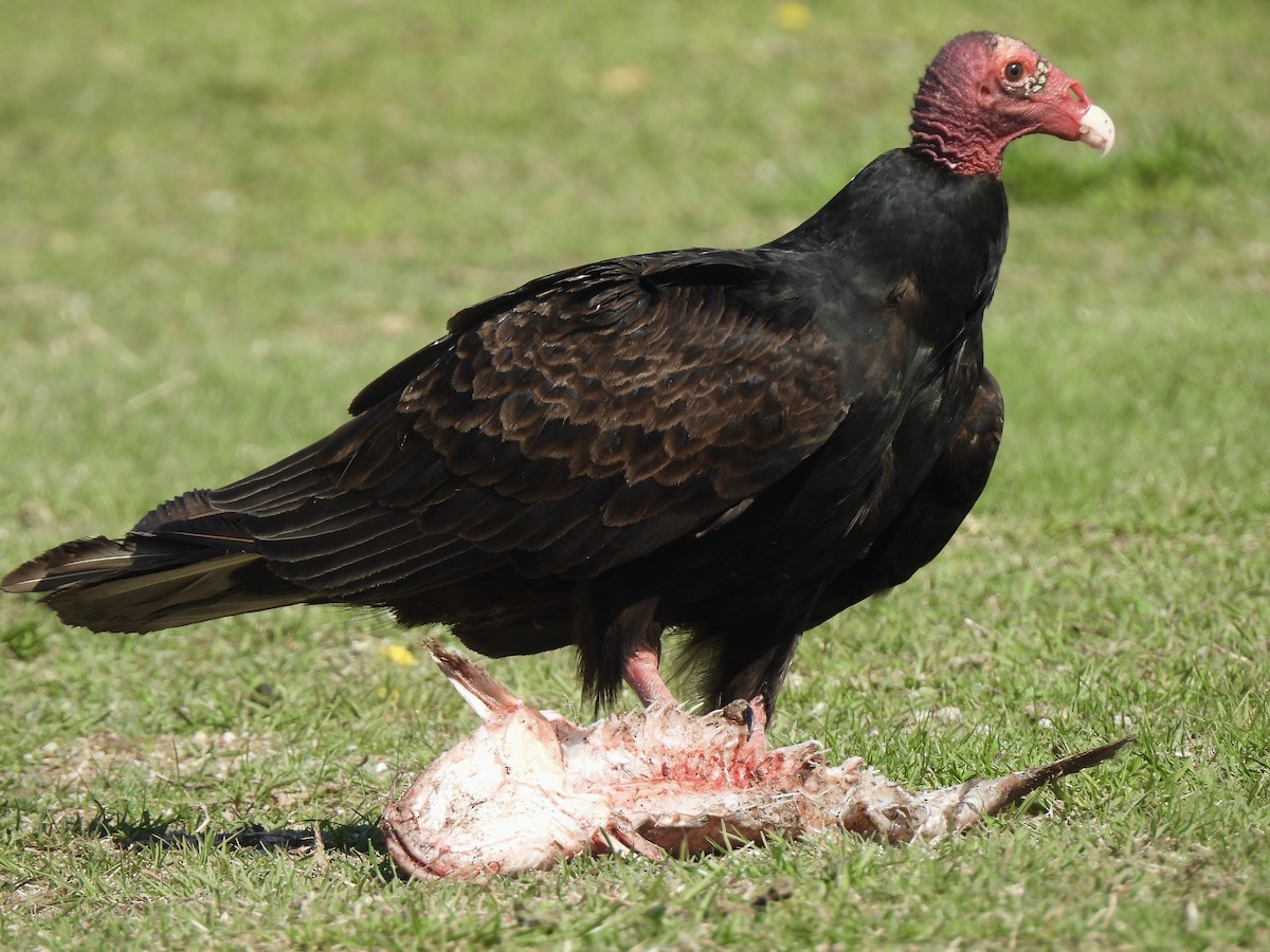 Turkey Vulture - Andrew Whetten