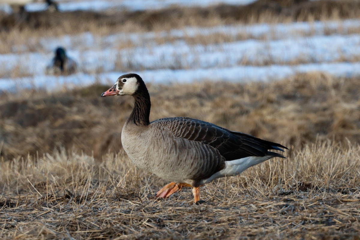 Graylag x Canada Goose (hybrid) - ML617880736