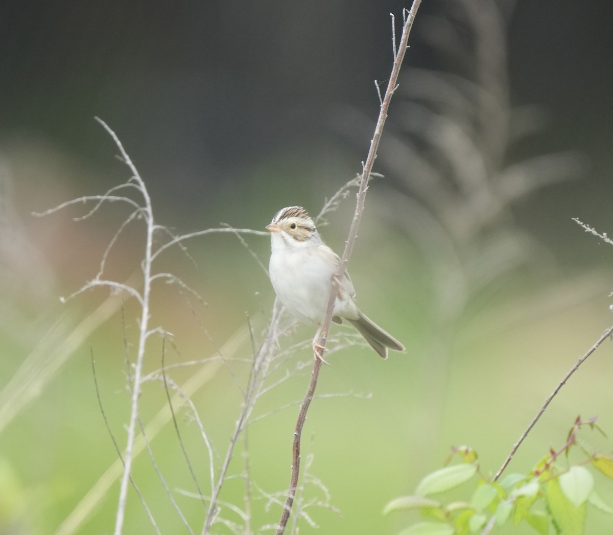 eBird Checklist - 24 Apr 2024 - Red Mountain Park - 39 species