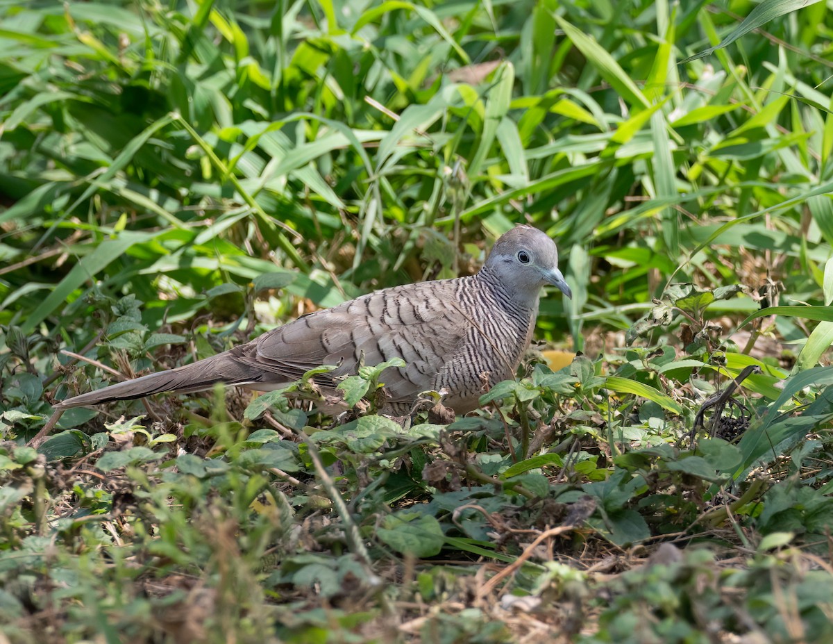 Zebra Dove - ML617880746