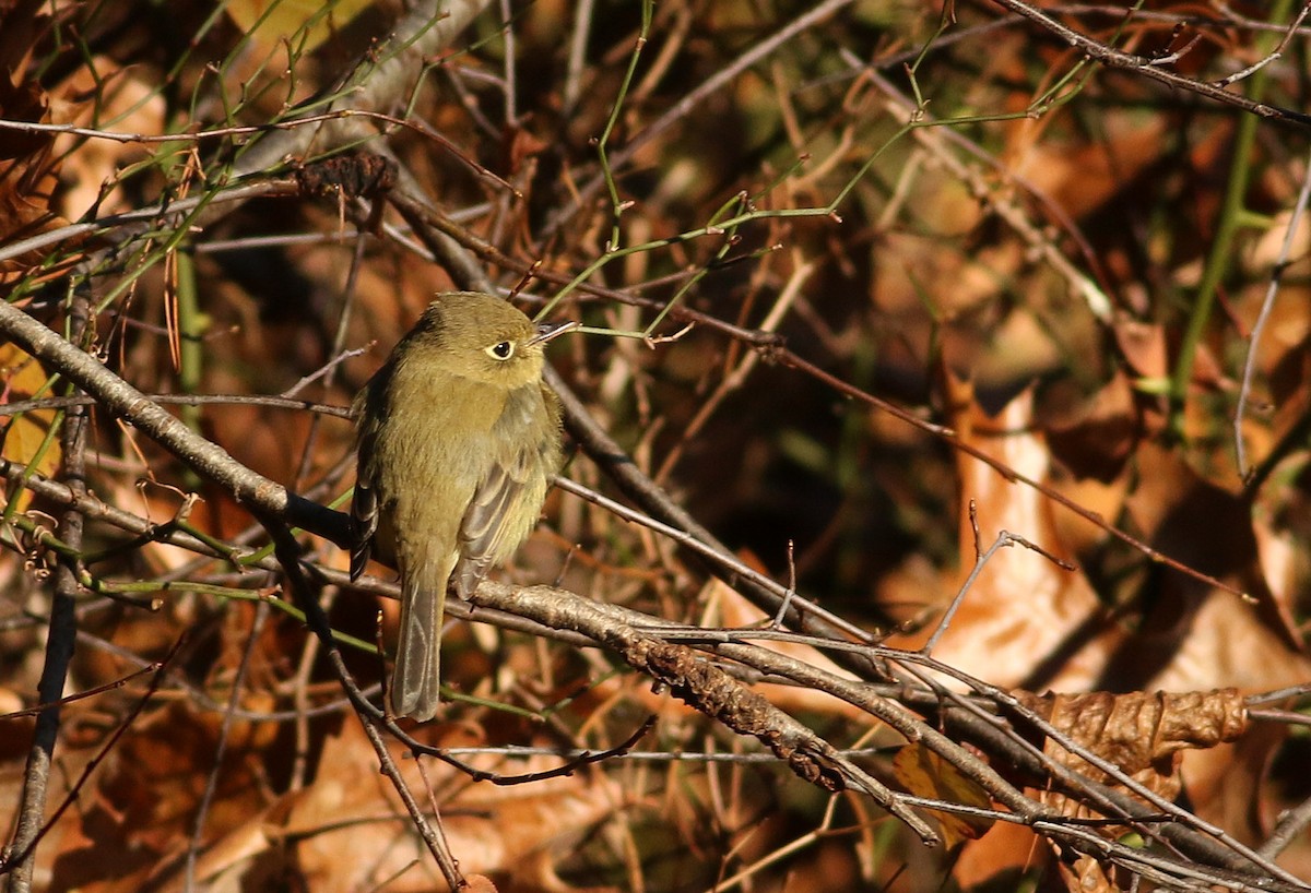 Western Flycatcher - ML617880760