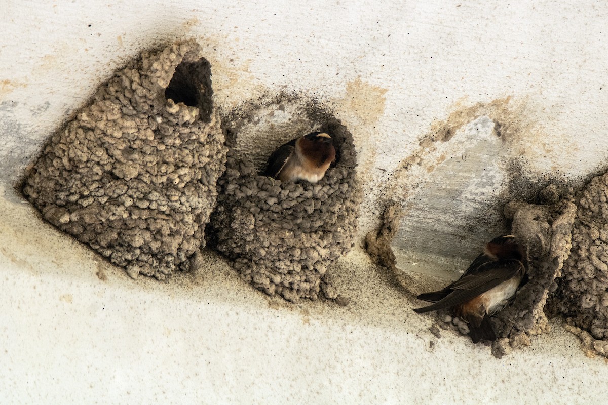 Cliff Swallow - Dale Bargmann