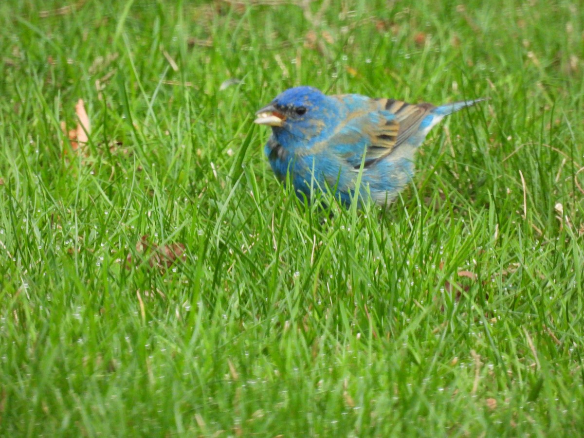 Indigo Bunting - ML617880793