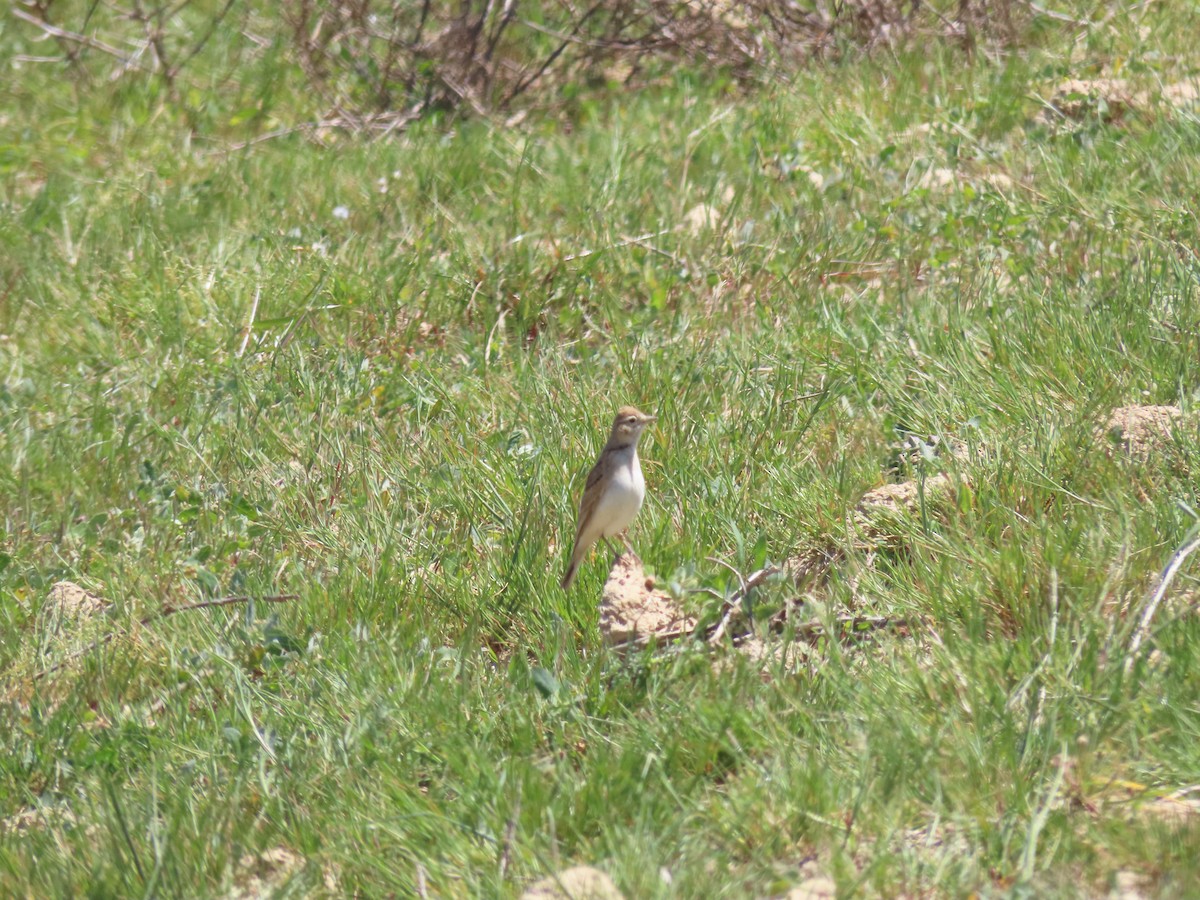 Greater Short-toed Lark - Miguel Diez Vaquero