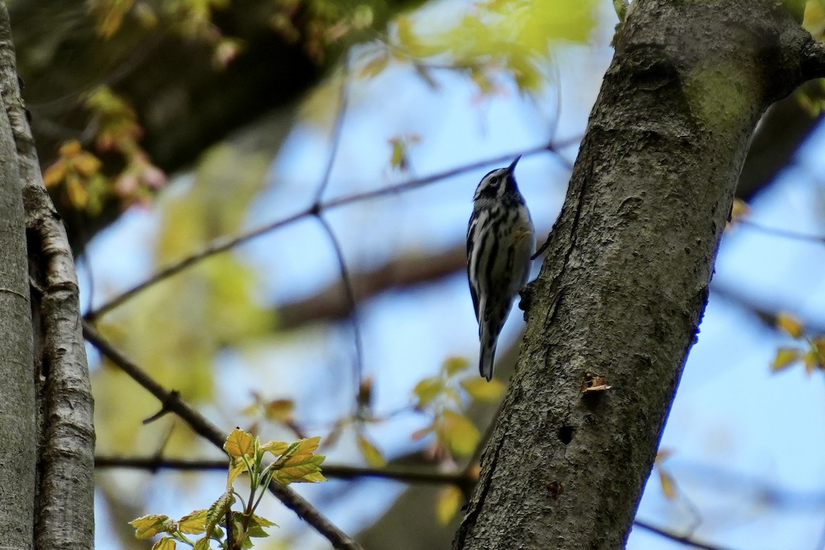 Black-and-white Warbler - ML617880831