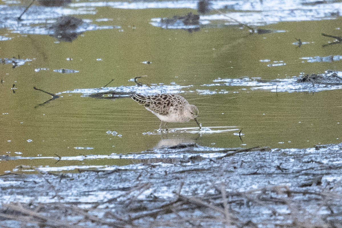 Kampfläufer - ML617880864