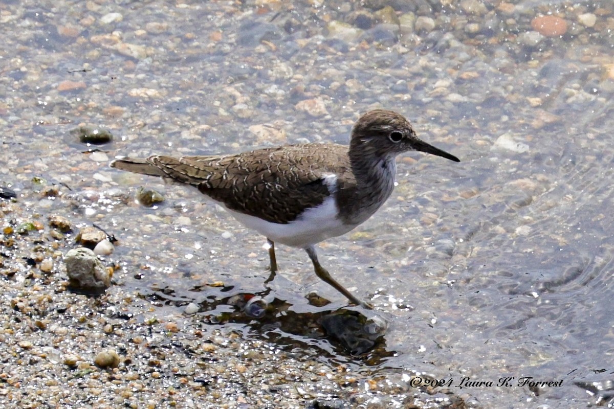 Common Sandpiper - ML617880872