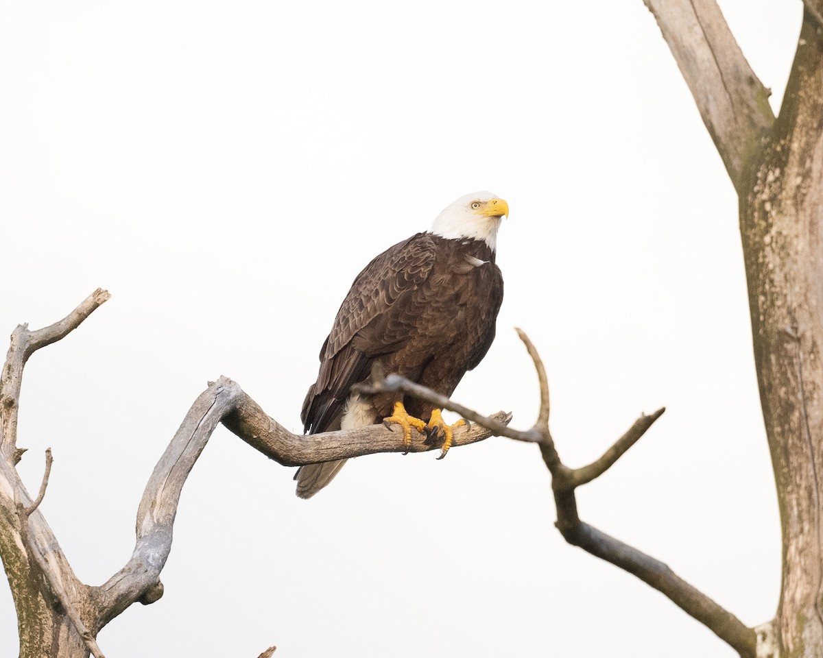 Bald Eagle - Graham Deese