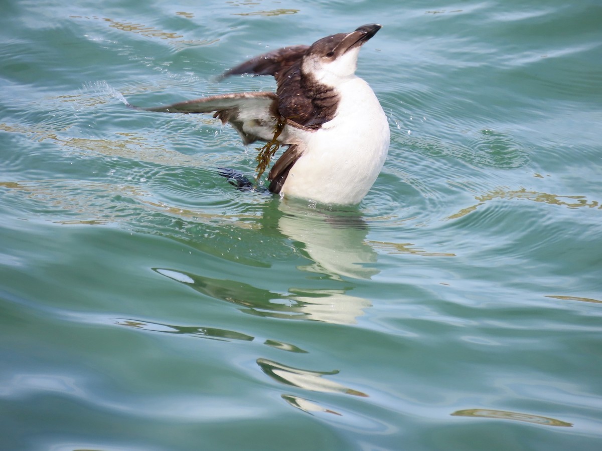 Razorbill - Guillaume Réthoré