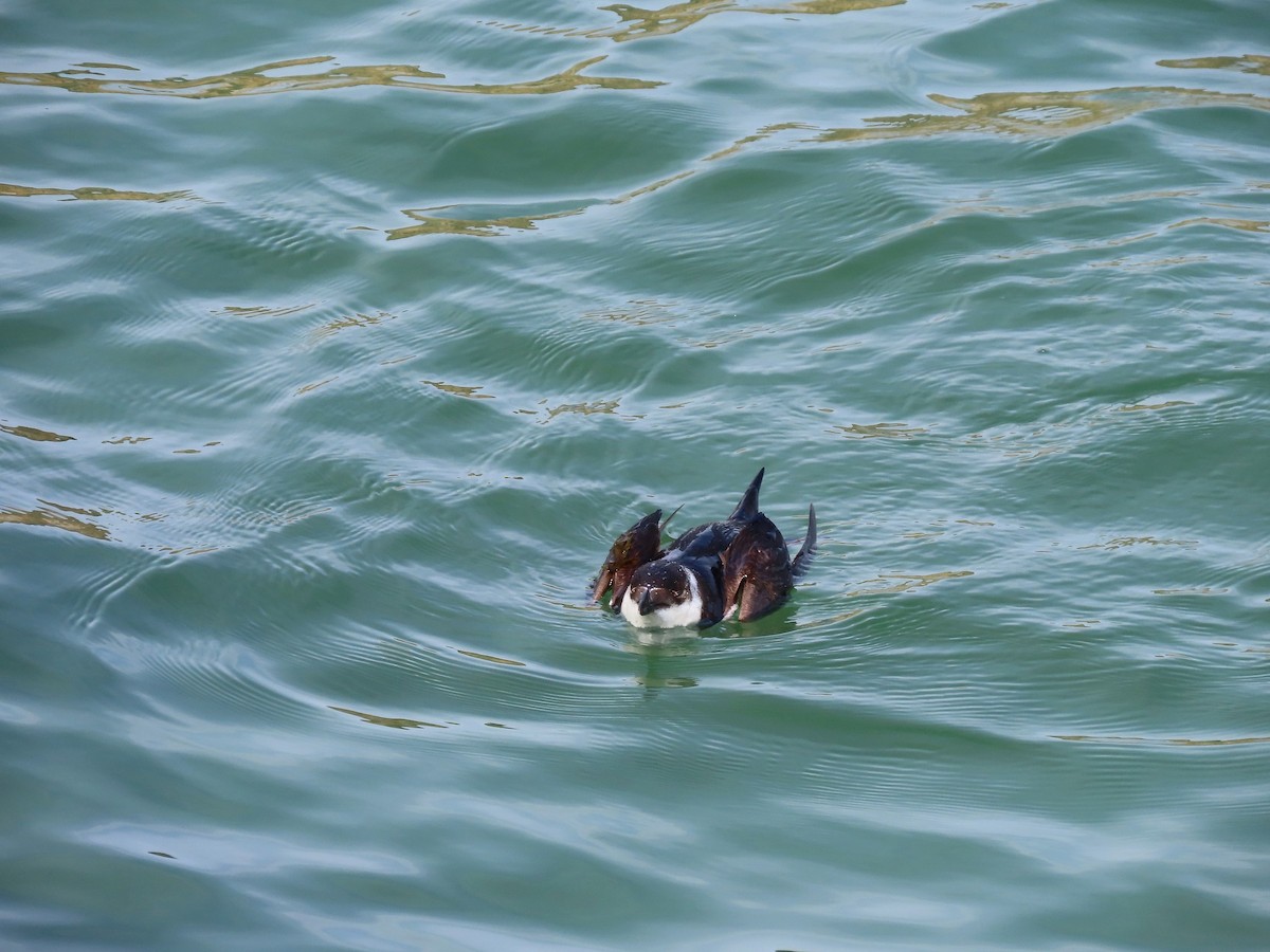 Razorbill - ML617880884