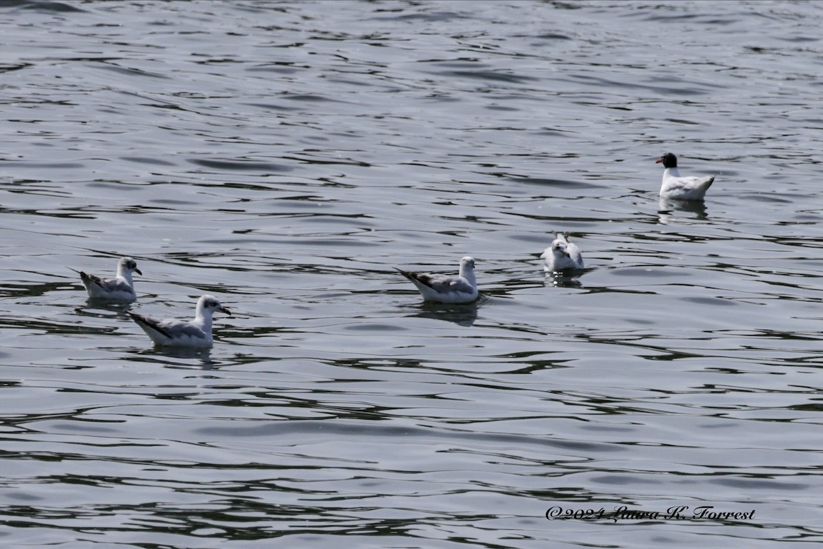 Mediterranean Gull - ML617880890