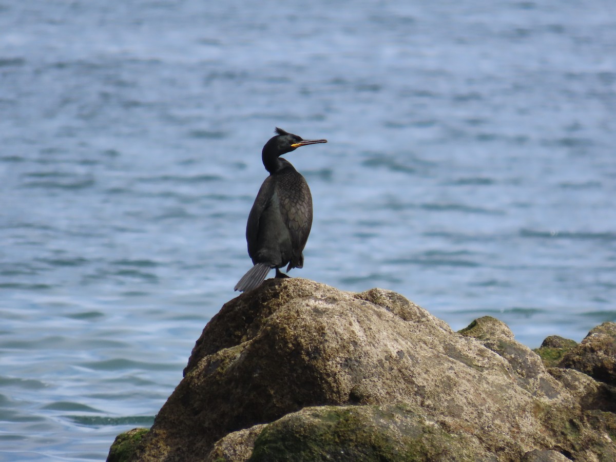 Cormorán Moñudo - ML617880908