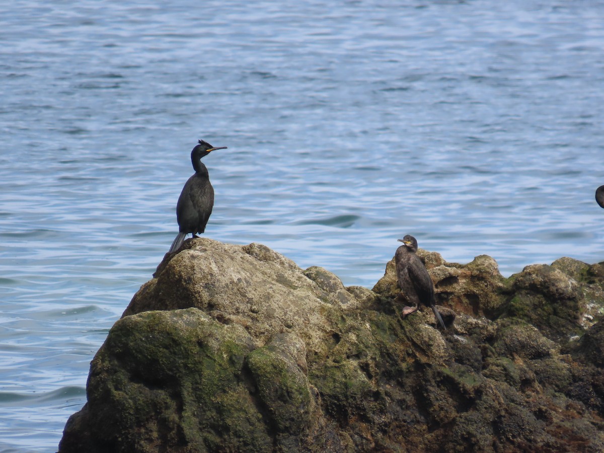 Cormorán Moñudo - ML617880913