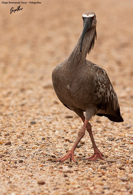 ibis běločelý - ML617880914