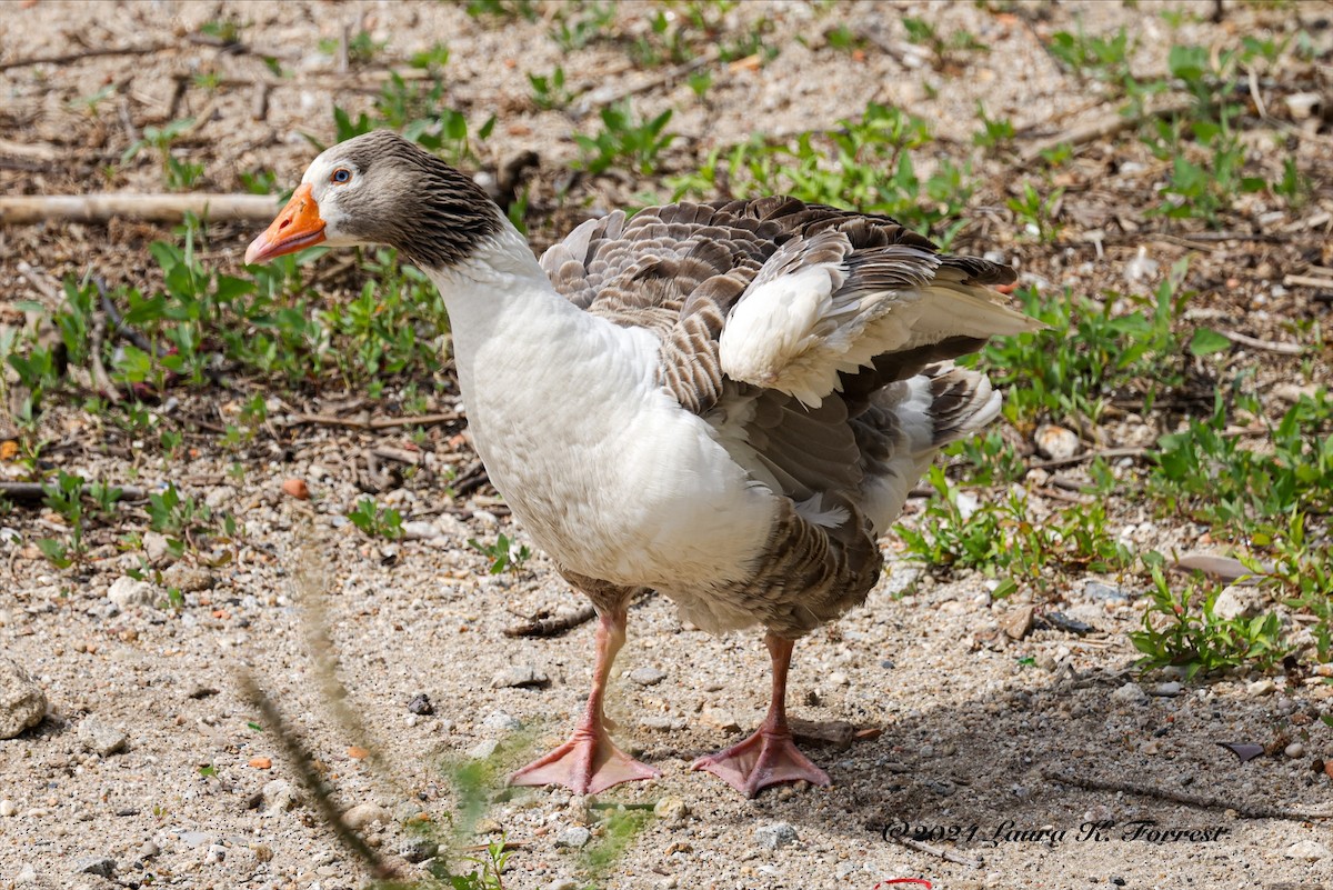Graylag Goose (Domestic type) - ML617880920