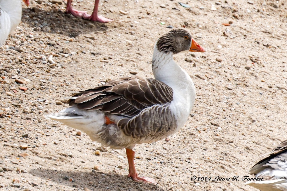 Graylag Goose (Domestic type) - ML617880921