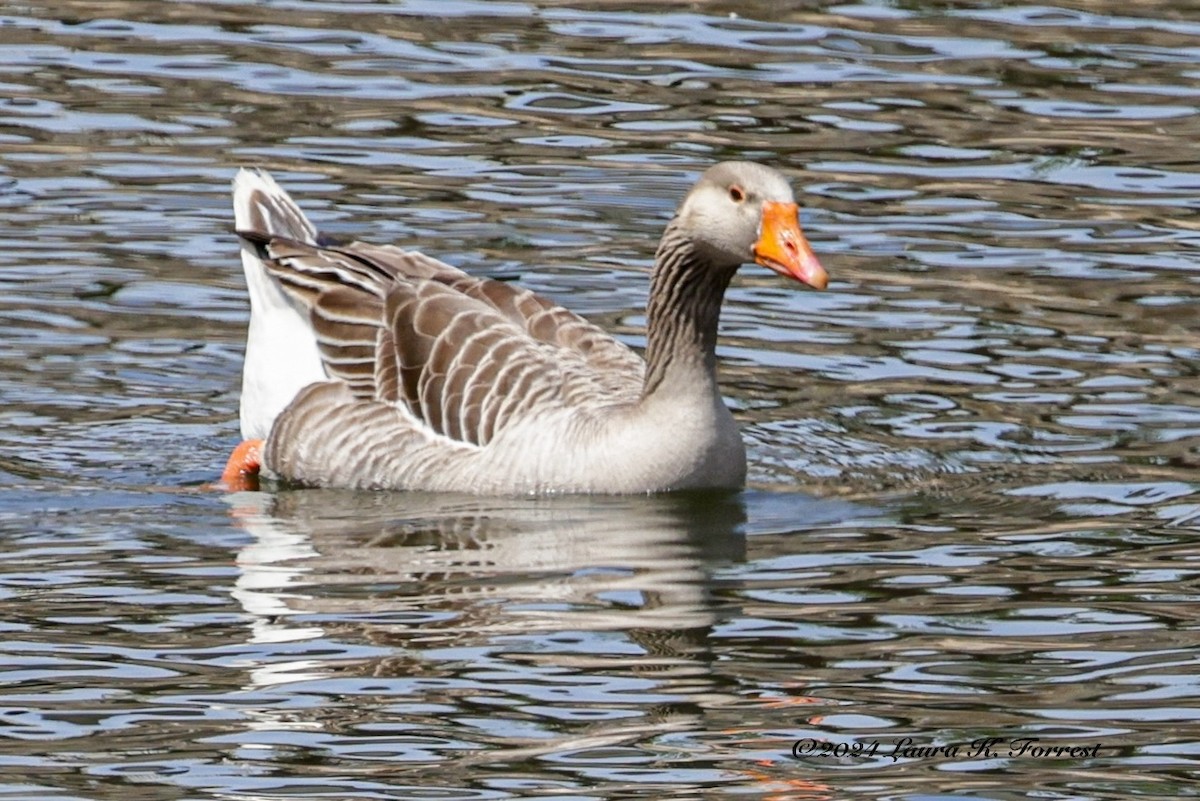 Graylag Goose (Domestic type) - ML617880922