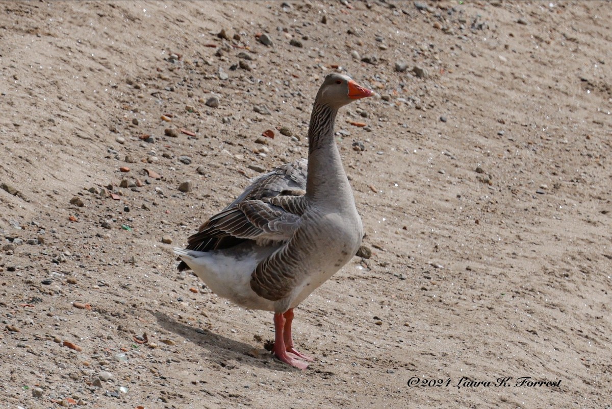 Graylag Goose (Domestic type) - ML617880923