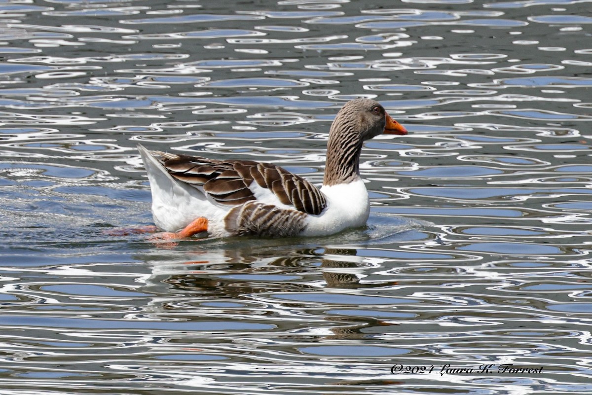 Graylag Goose (Domestic type) - ML617880924