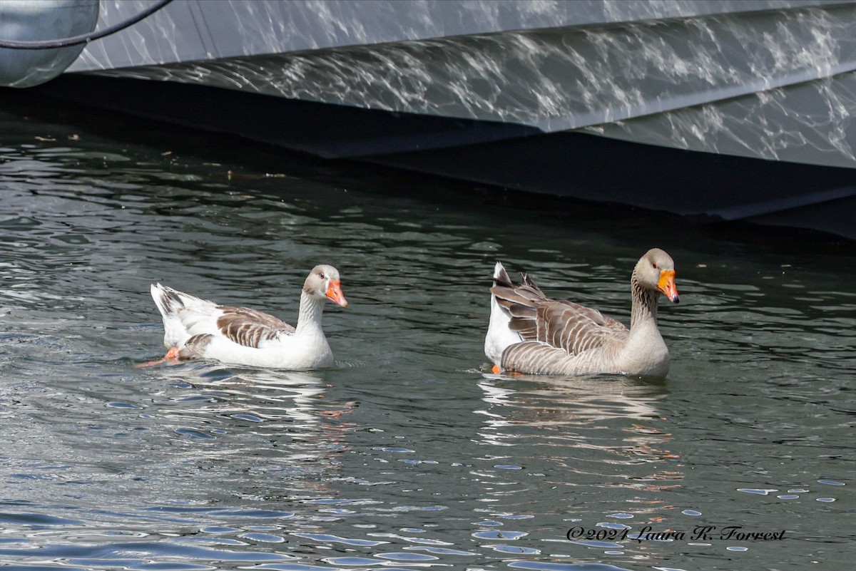 Graylag Goose (Domestic type) - ML617880925