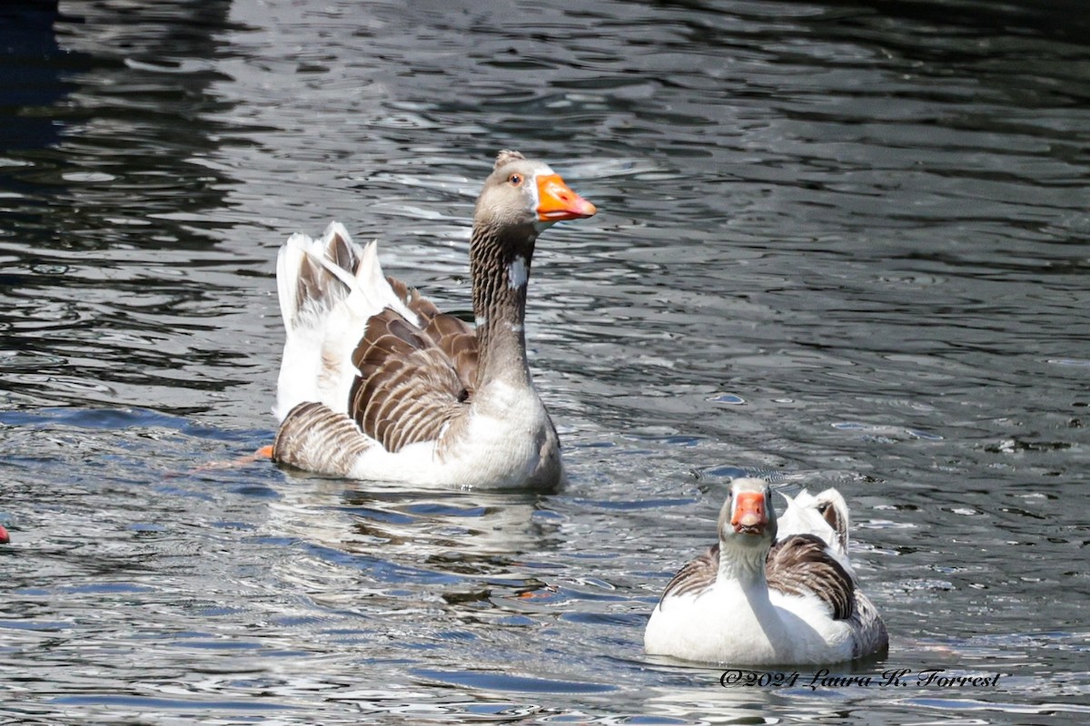 Graylag Goose (Domestic type) - ML617880926