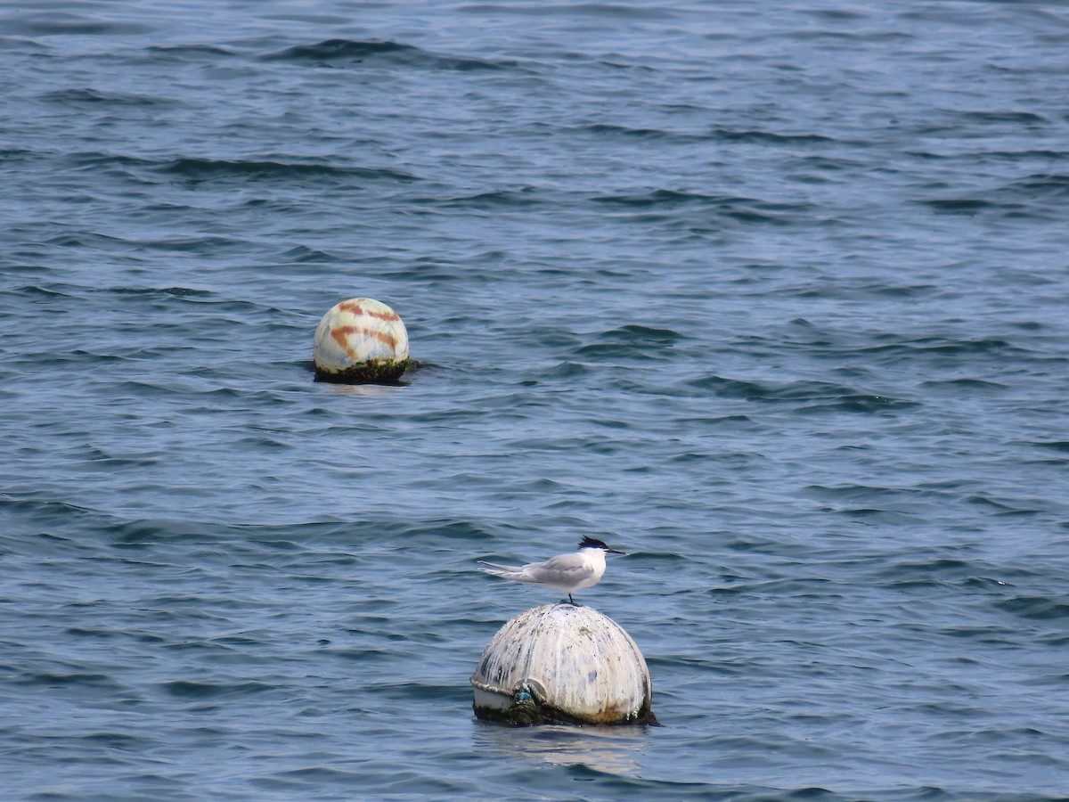 Sandwich Tern - ML617880929