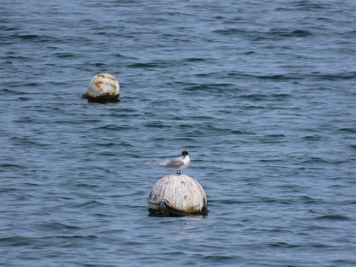 Sandwich Tern - ML617880930