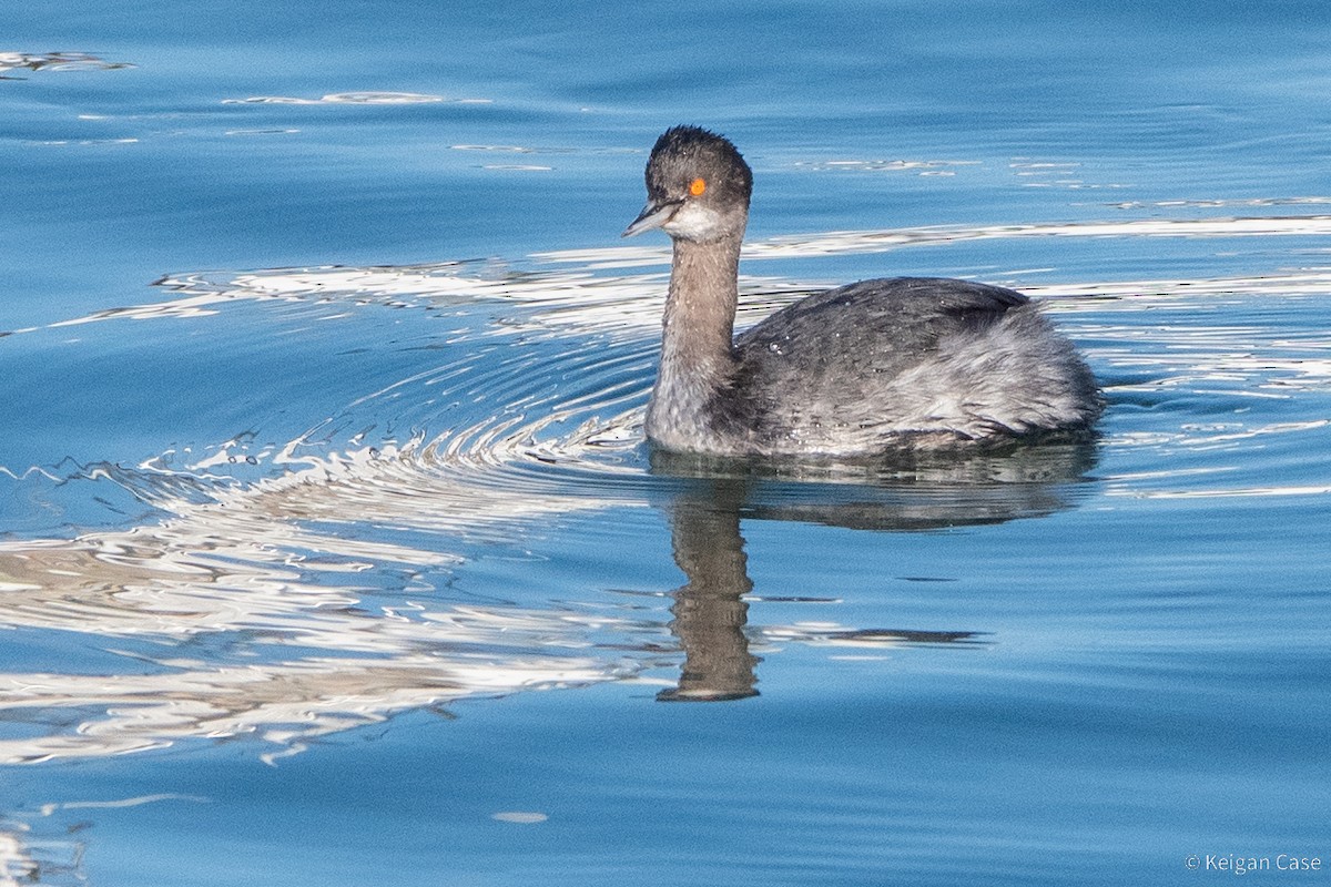 Eared Grebe - ML617880941