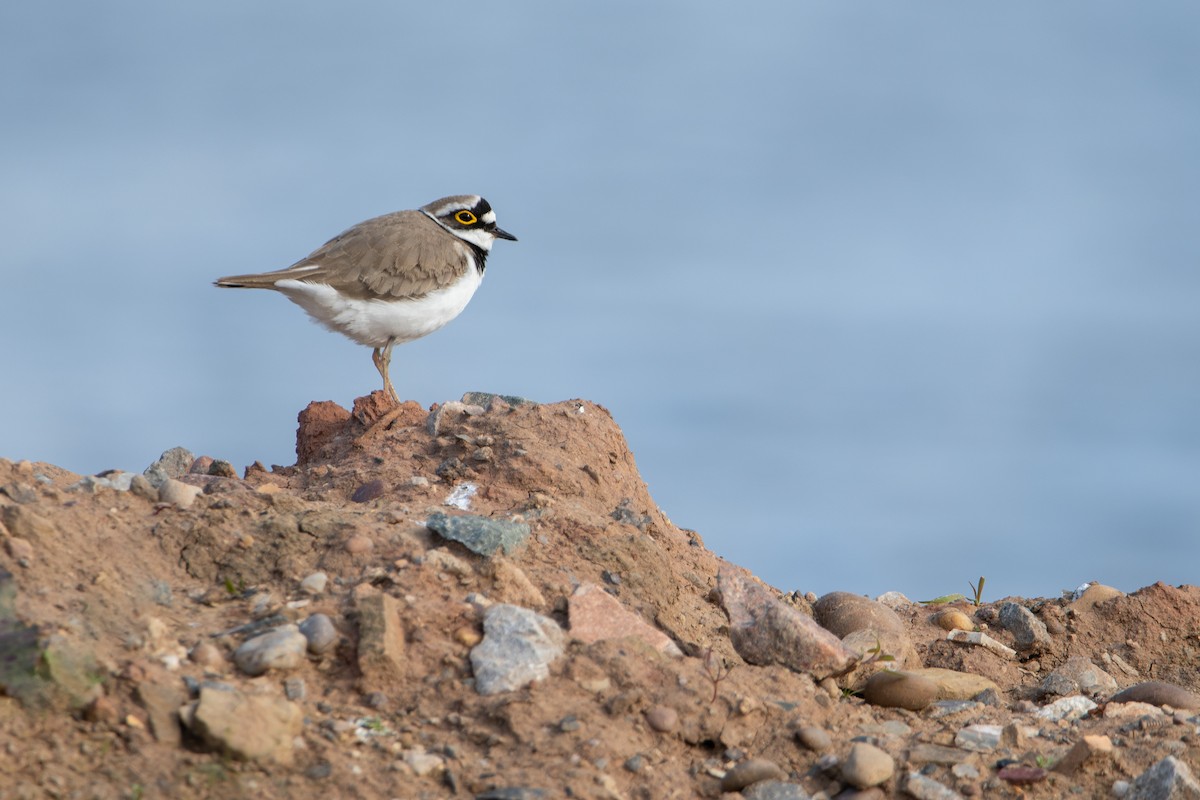 Little Ringed Plover - ML617880950