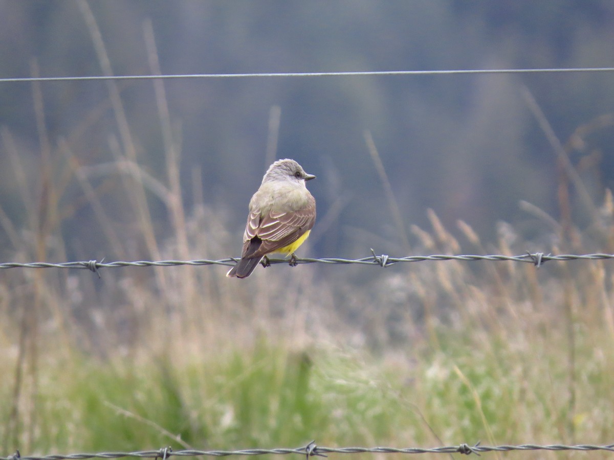 Western Kingbird - ML617880960