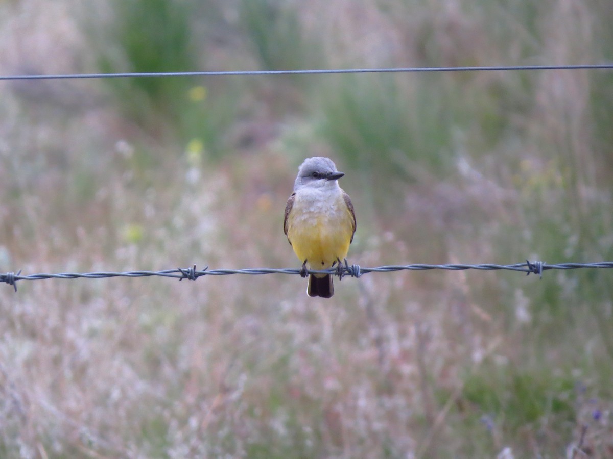 Western Kingbird - ML617880961