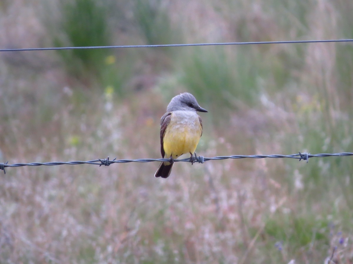 Western Kingbird - ML617880962