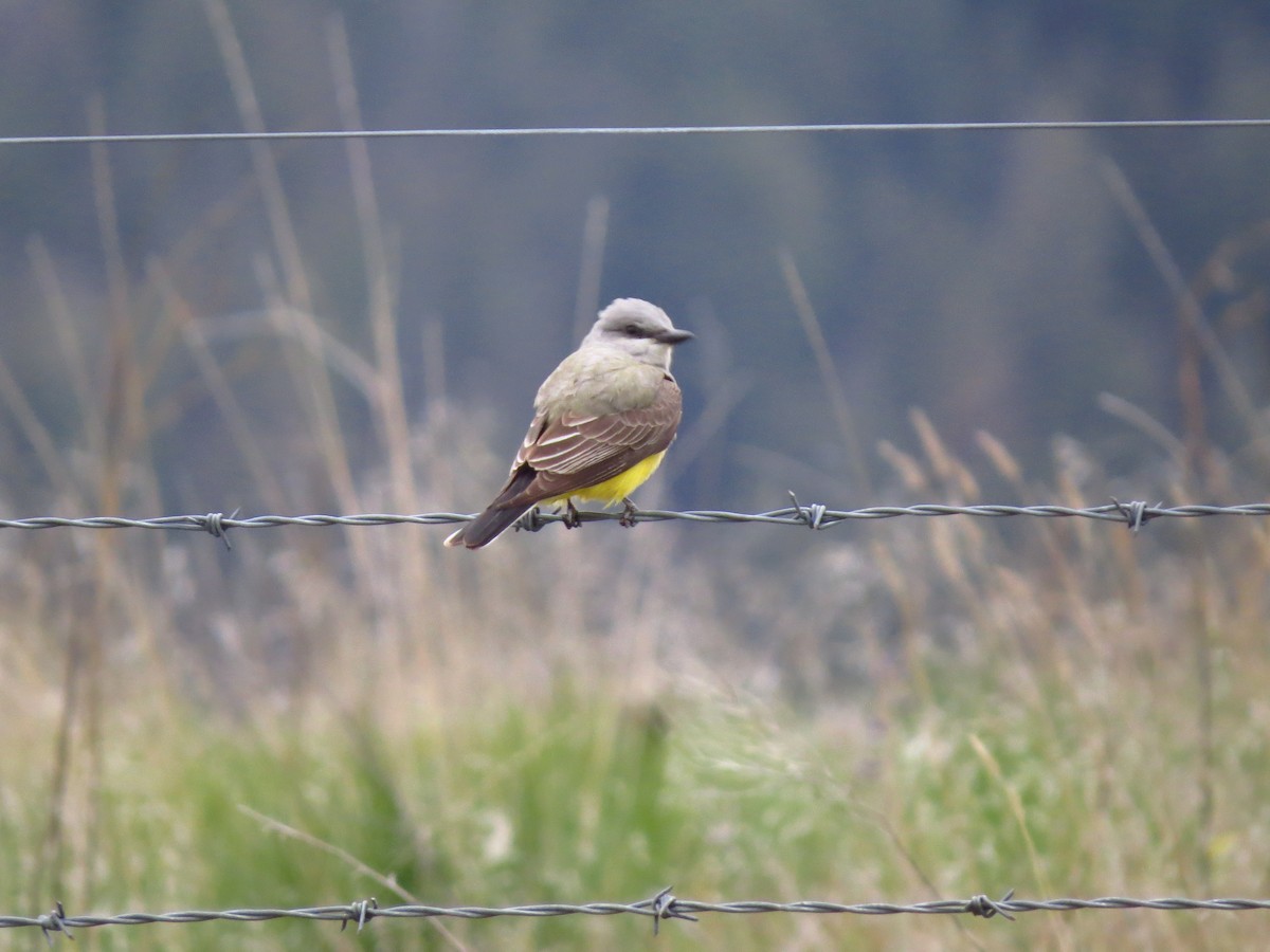 Western Kingbird - ML617880963